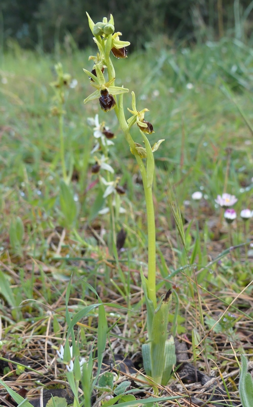 Ophrys sul litorale romano  marzo 2020